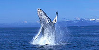 Whale Watching & Wildlife Quest Juneau, AK