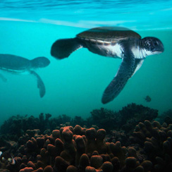 Maldives Tortoises