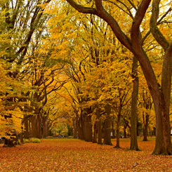New York Central Park alley in the Fall.