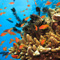 Great Barrier Reef Australia