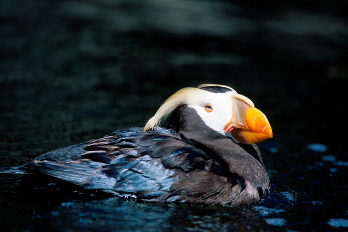 Alaska