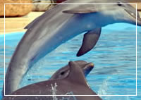La Pineda