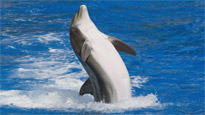 Discount Orlando, Florida Holidays