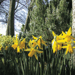 Dafodils