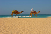 Camels by the Red Sea