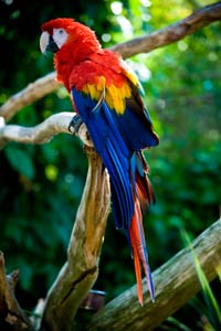 Macaw