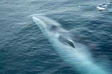 Minke whale swimming past ship in Antarctica