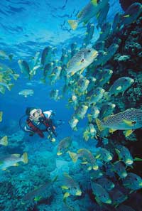 Diver swimming with fish