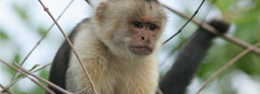 Fauna exótica de Belice